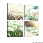 Σετ Εικόνα Canvas 4 κομμάτια Χαμομήλι Σετ Εικόνα Canvas 4 κομμάτια Χαμομήλι