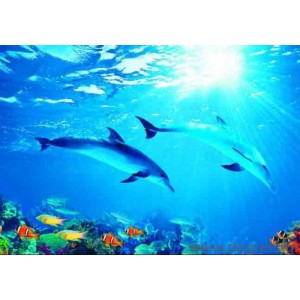 φωτογραφία Ταπετσαρία τοίχου delfin